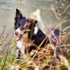 Play Paws Repeat