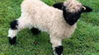 Valais Blacknose